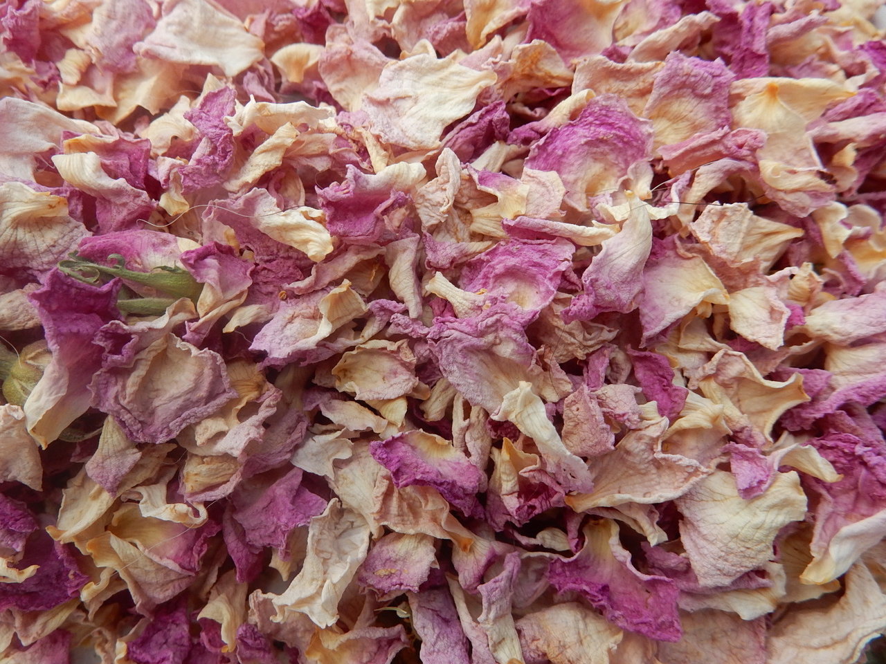 Wildrose